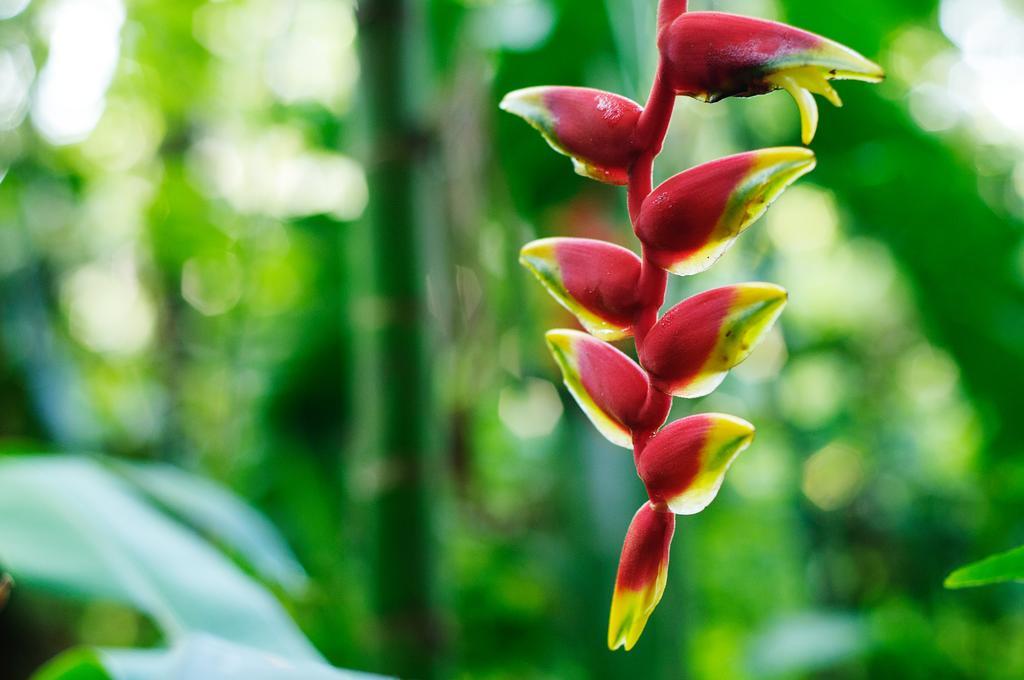 Takalik Maya Lodge El Asintal Kültér fotó